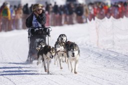 Lenk 2013